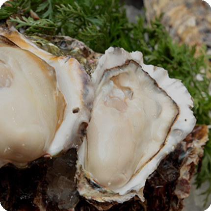 oyster_sp