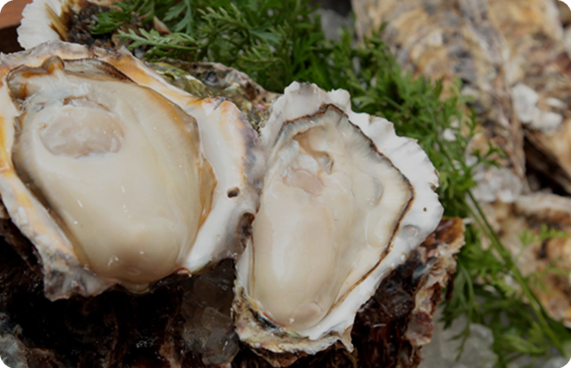 oyster_pc